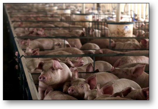 Trump's MAGA Pigs!