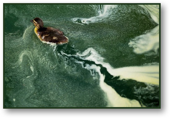 Algae in the Reflecting Pool