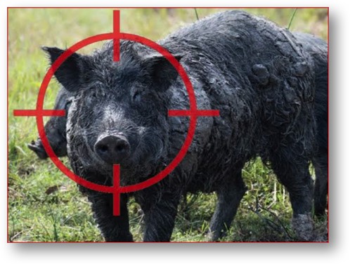 Trump -- the PIG running for office!