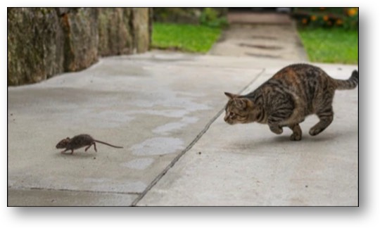 MAGA Maggot chasing Hunter