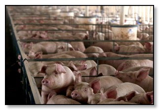 MAGA PIGS!